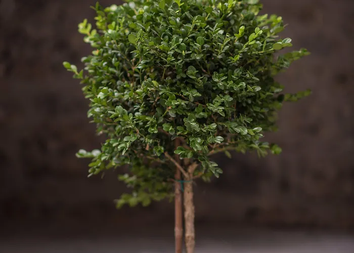 Apartment Mythic Valley Litochoro