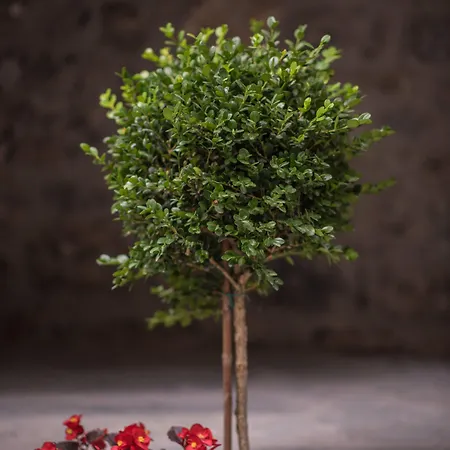 아파트 Mythic Valley 리토코론